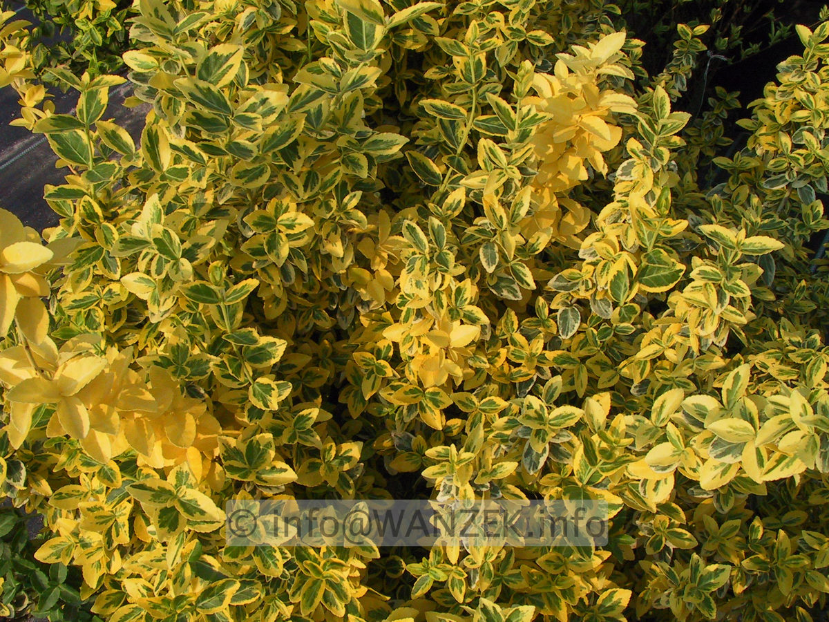 Euonymus fortunei Emerald Gold 01.JPG